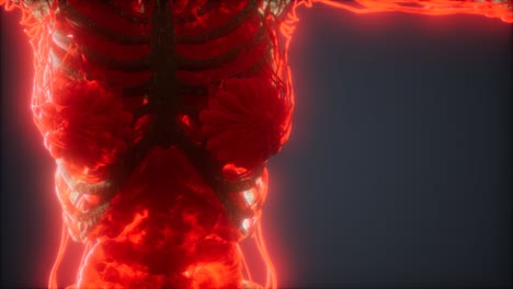 Colorful-Human-Body-animation-showing-bones-and-organs